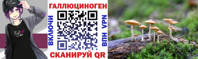 Псилоцибиновые грибы мицелий  Купить  Мариинский Посад 